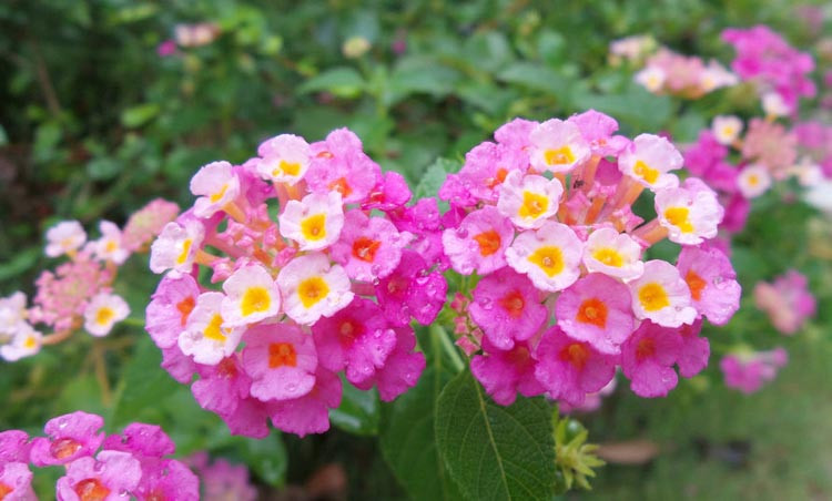 Comment Aménager Un Jardin Avec Du Lantana à Saint-Georges-sur-Cher
